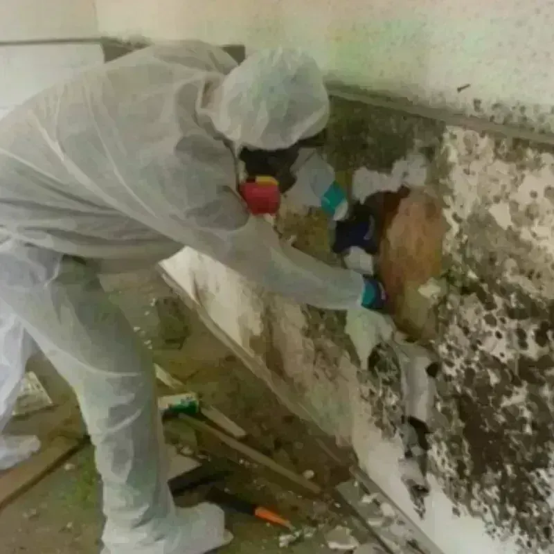 Mold Remediation and Removal in Jarales, NM